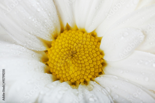 White sensitive flower  macro