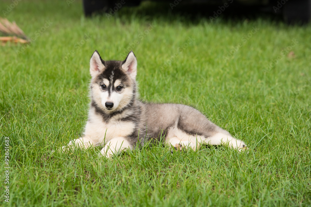 Siberian in green grass Siberian in green grass