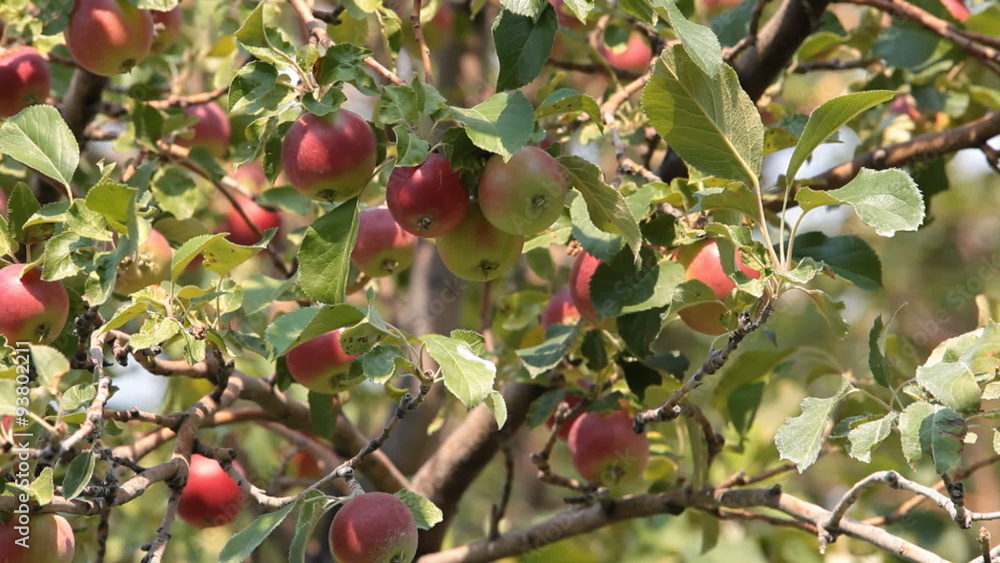 Red apples on tree P HD 2056 Red apples on tree P HD 2056