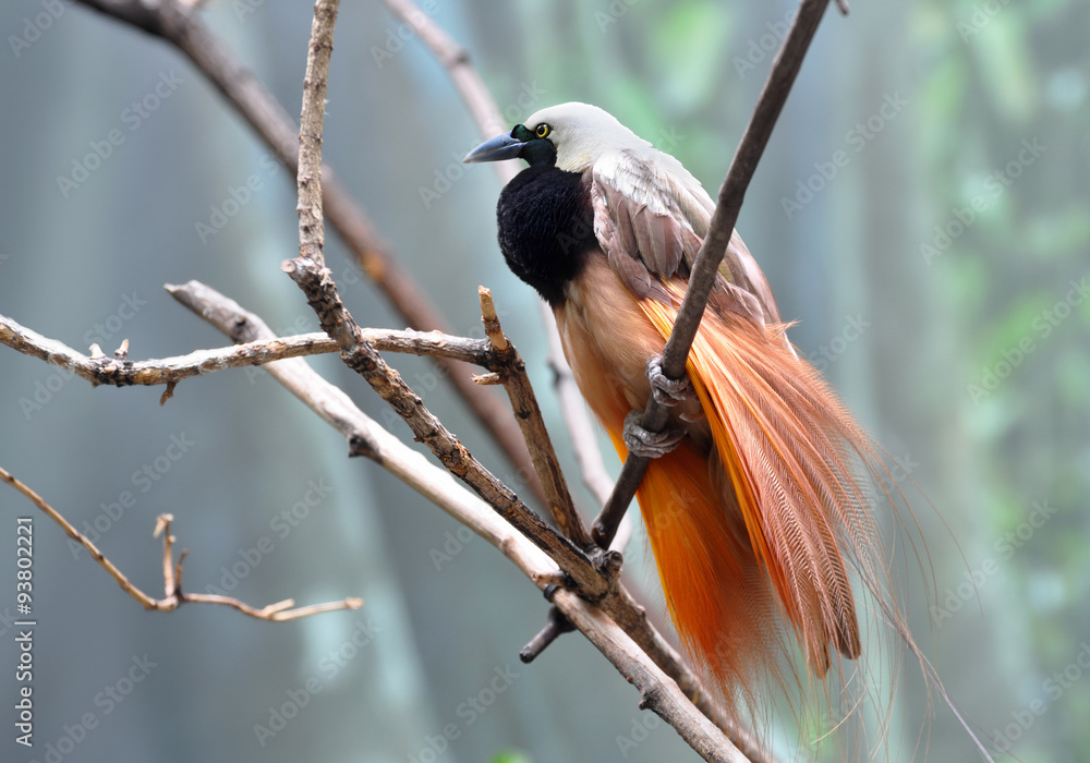Fototapeta premium Greater bird-of-paradise male displaying beautiful plumage