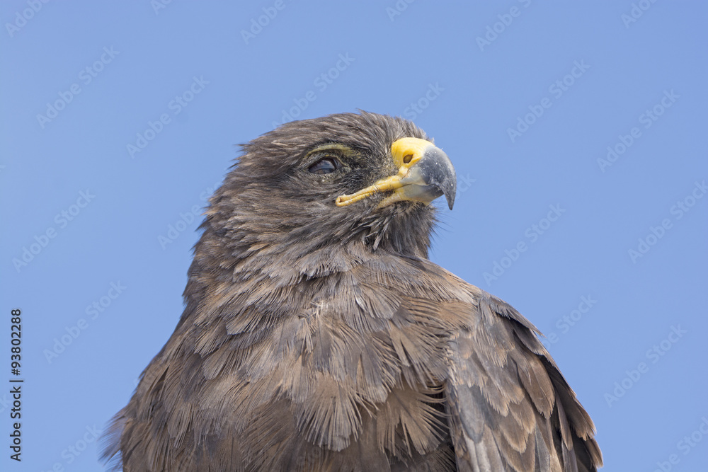 Close up of a Galapagos Hawk