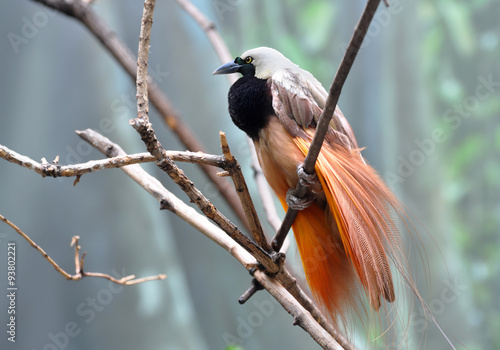Greater bird-of-paradise male displaying beautiful plumage