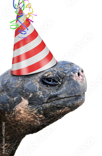 Old tortoise party animal wearing a red and white striped birthday hat