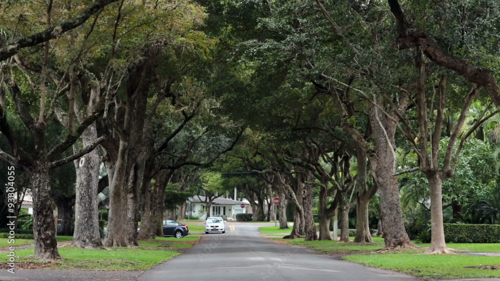 Car drive Coral Gable Florida tree lined street HD 2277 Car drive Coral Gable Florida tree lined street HD 2277