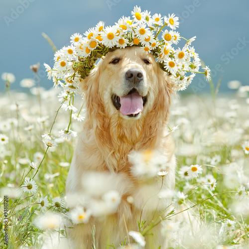 Beautiful dog with bunch