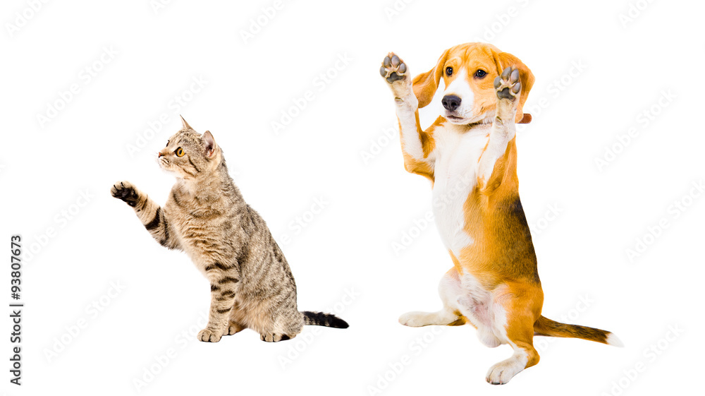 Playful Beagle dog and cat Scottish Straight