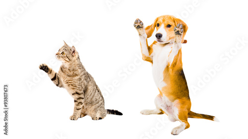 Playful Beagle dog and cat Scottish Straight