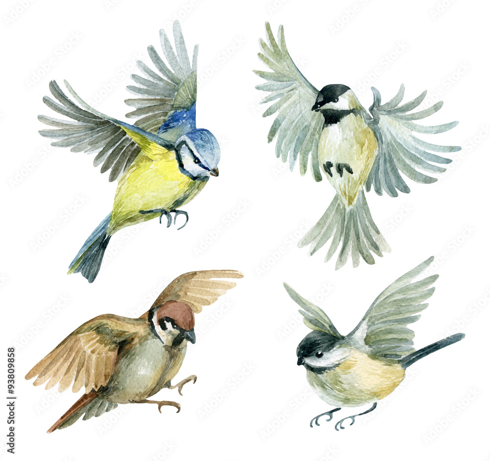 Obraz Zestaw latających ptaków