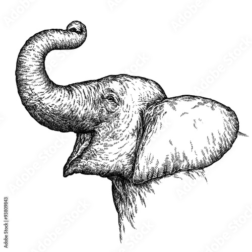 Canvas Print engrave elephant illustration