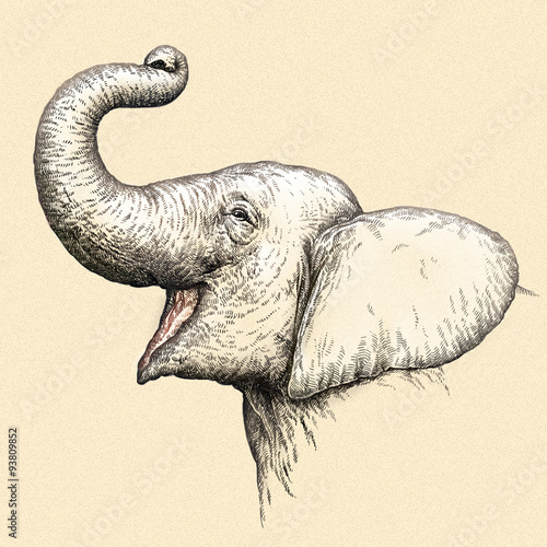 Photography engrave elephant illustration