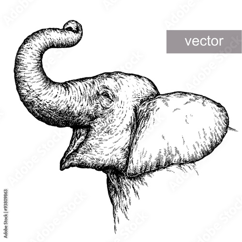 engrave elephant illustration