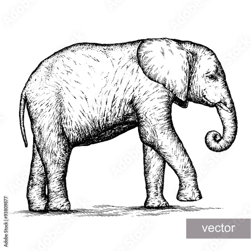 engrave elephant illustration