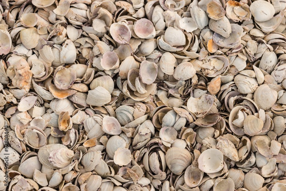 clam shells lying on beach