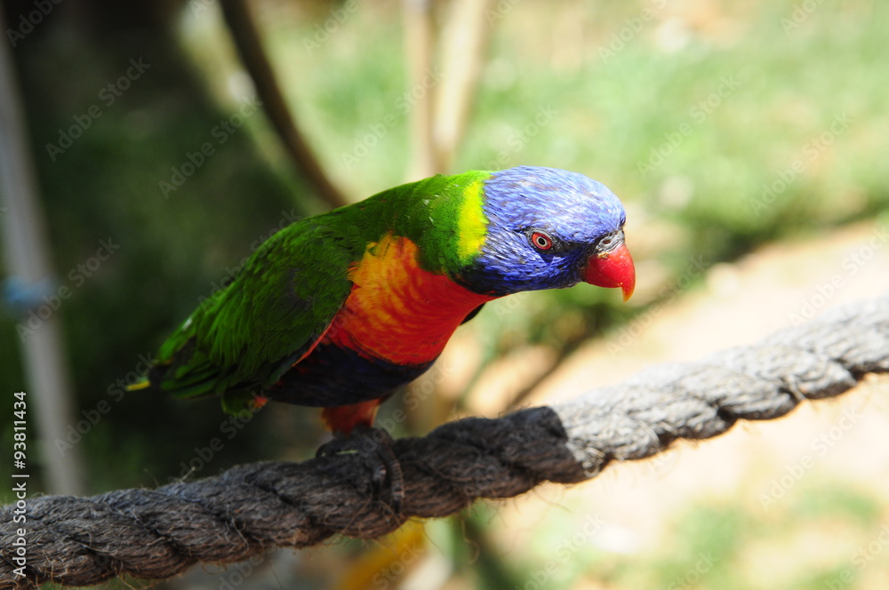 Naklejka premium The Rainbow Lorikeet 