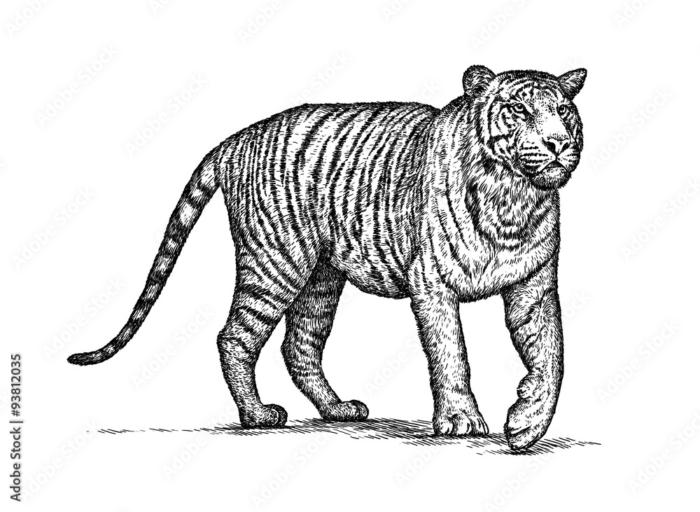 Obraz premium engrave tiger illustration