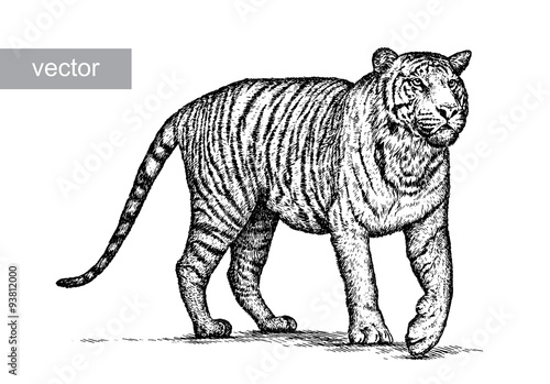 engrave tiger illustration