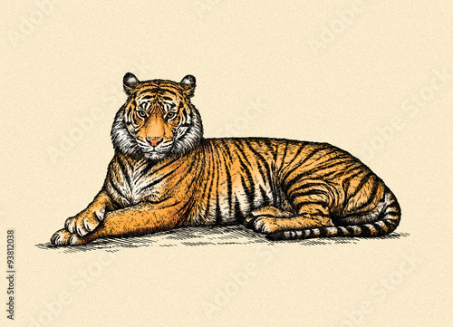 engrave tiger illustration photo