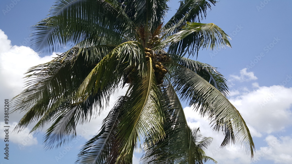 Palmtree in Surinam