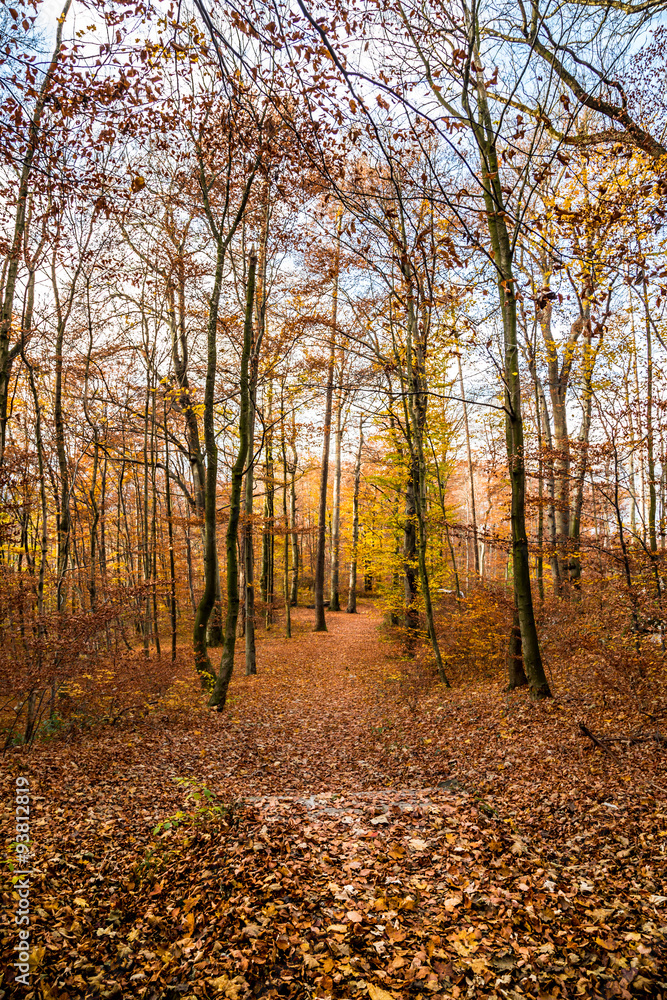 trekking path in the forest