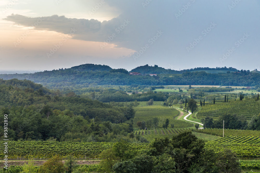 Naklejka premium grapevine field in the italian countryside