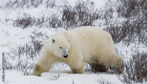 Polar bear on the tundra. Snow. Canada. 