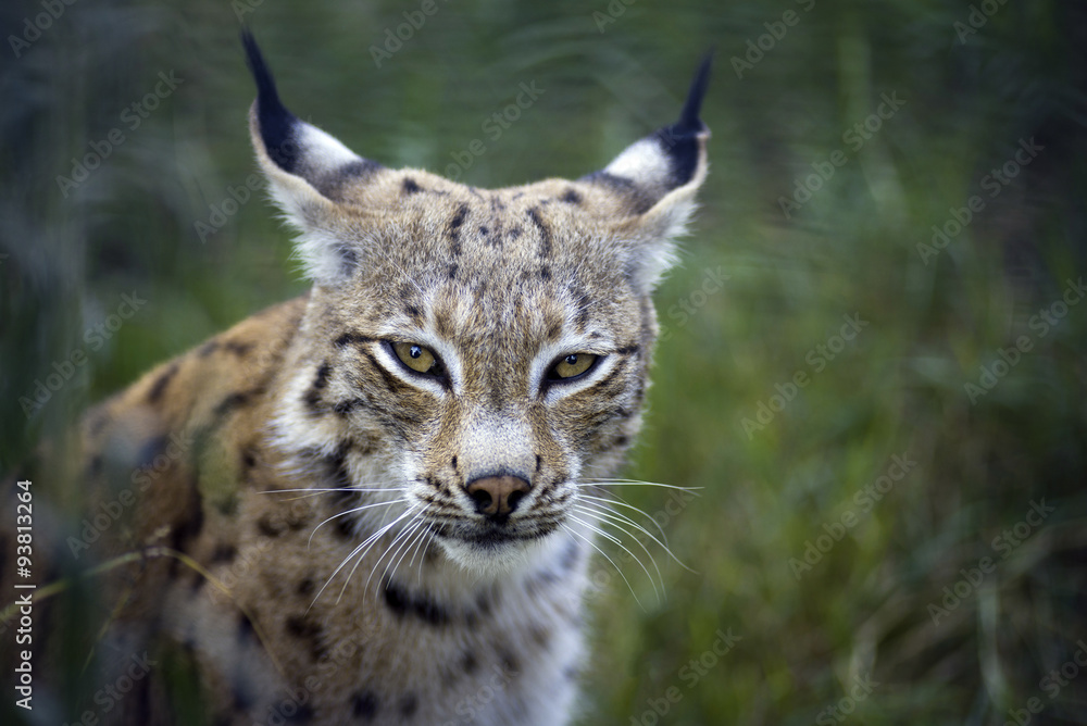 Naklejka premium Lynx