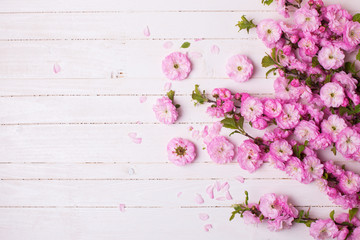 Background with bright pink flowers on white wooden planks.