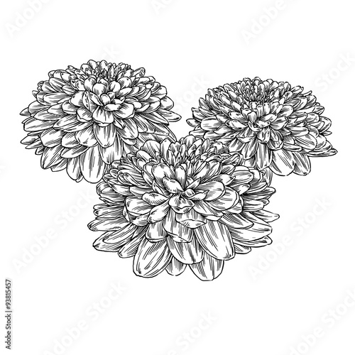 Fototapeta Naklejka Na Ścianę i Meble -  engrave flower illustration