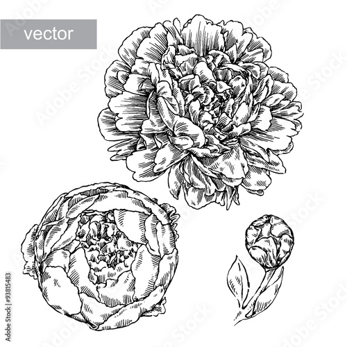 engrave flower illustration