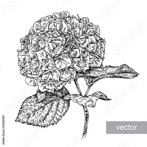 engrave flower illustration