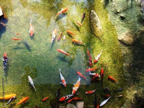 Japanese carps swimming in the garden pond
