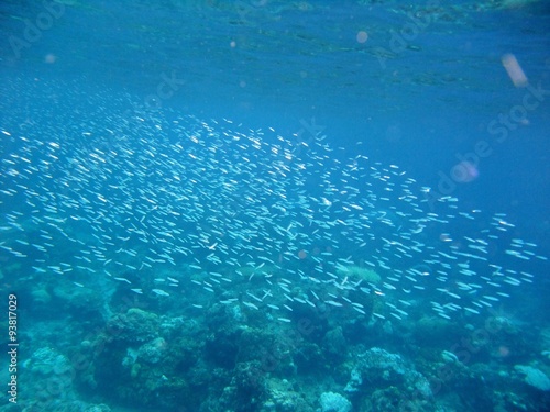 Fishes underwater off Redang island, Terengganu, Malaysia 