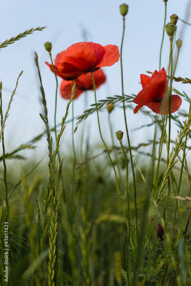 Obraz premium Poppy field