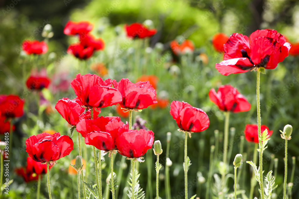 Fototapeta premium Poppies in the field