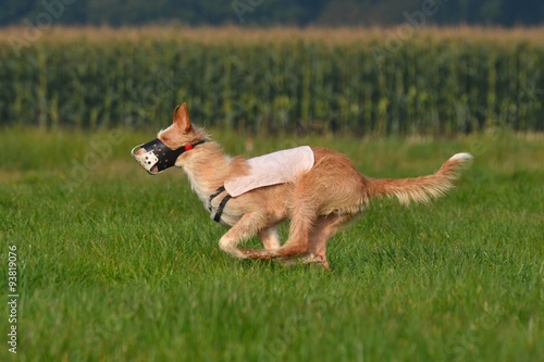 Podenco Ibicenco beim Coursing photo