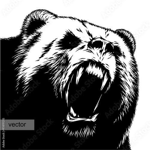 engrave bear illustration