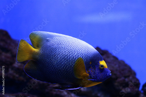 Beautiful fish in the aquarium  © rommalik