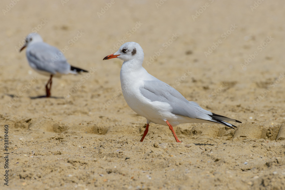 Nestling seagull Nestling seagull