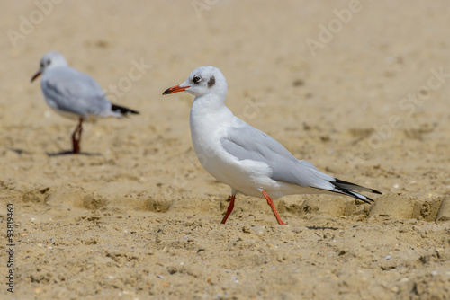 Nestling seagull