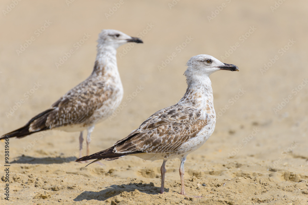 Obraz premium Two seagull