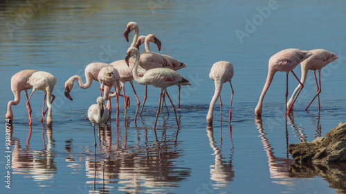 Flamingos bei der Nahrungsaufnahme in der Serengeti
