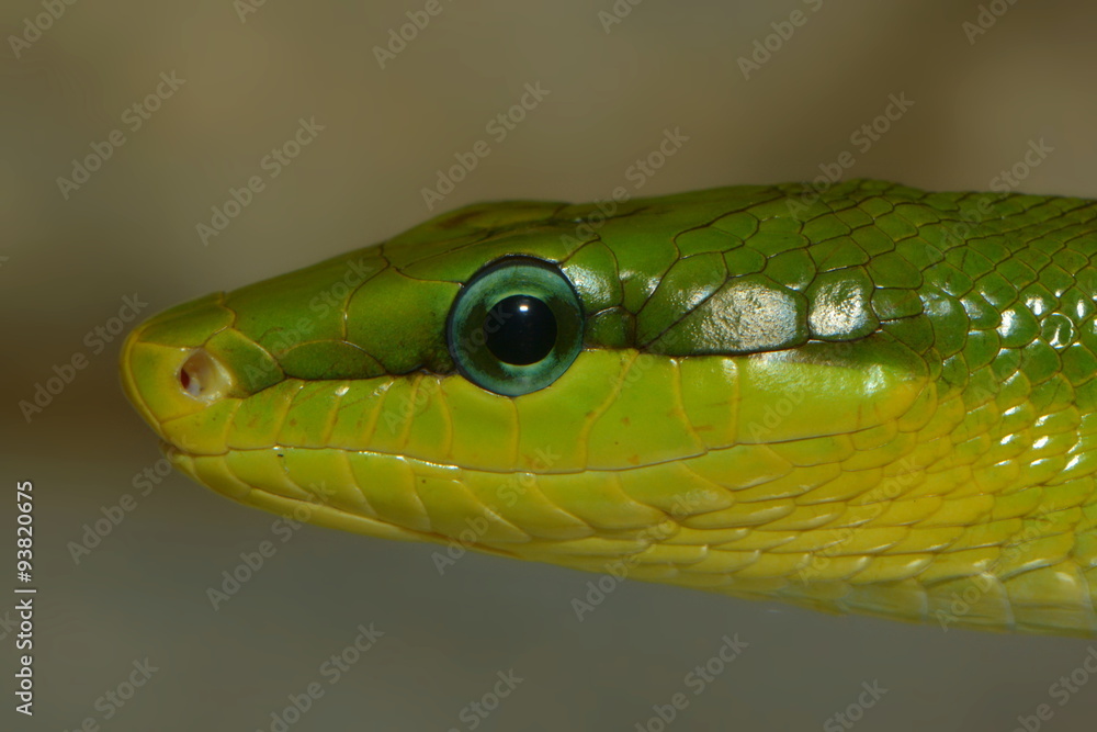 Obraz premium Grüne Spitzkopfnatter