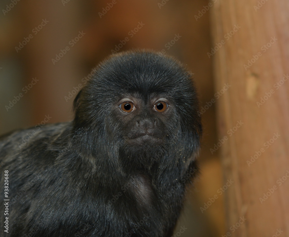 Springtamarin Springtamarin