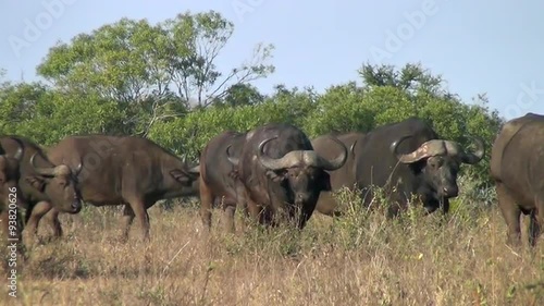 Large herd of African buffalo on the move in the African wilderness. 