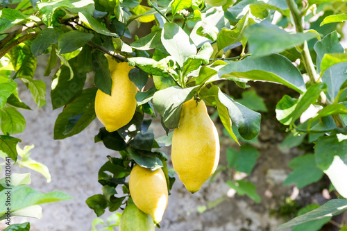 Lemon tree with fruit
