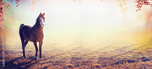 beautiful horse on amazing autumn nature background, banner © VICUSCHKA