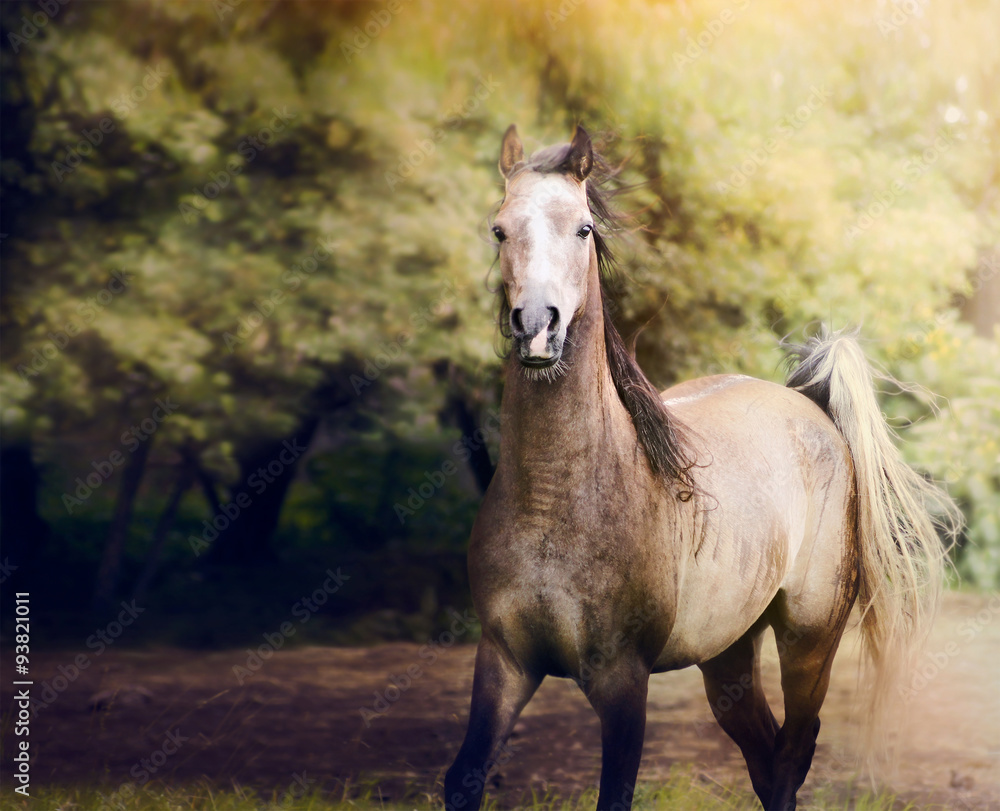 Fototapeta premium young arabian horse running on autumn nature background