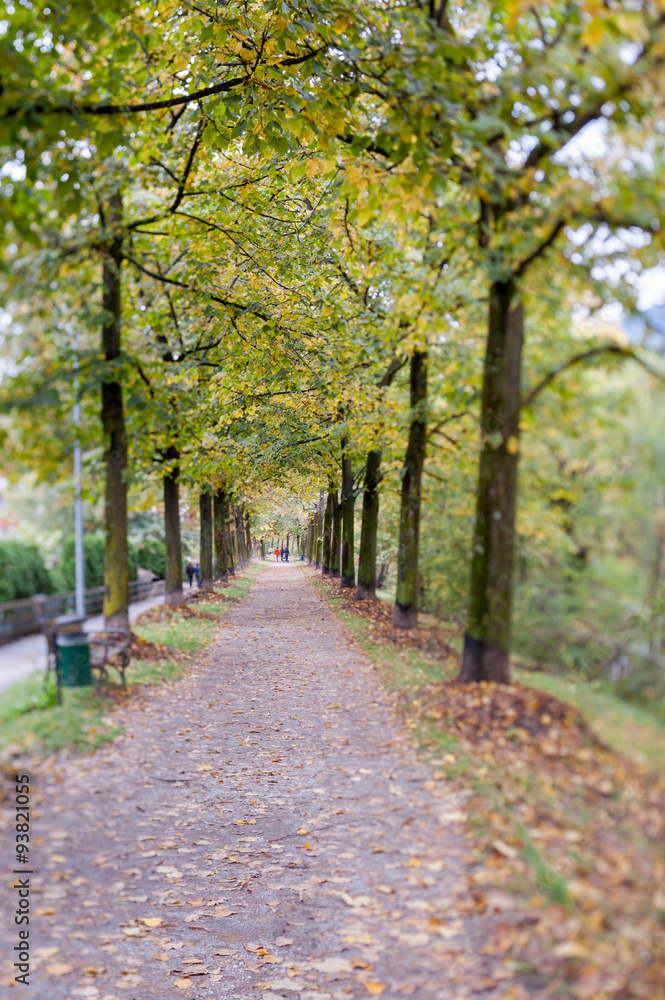 Naklejka premium Autumn way