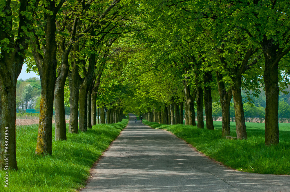 Allee zum Tannenbusch