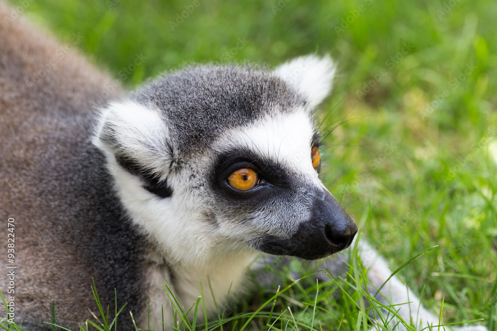 Obraz premium The ring tailed lemur portrait